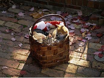 《战地6》工程兵之友介绍——EOD排爆机器人